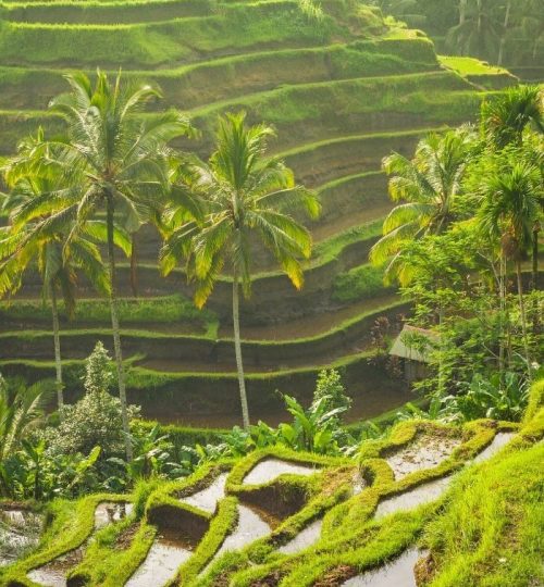 UBUD